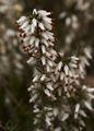 Erica carnea Snow Queen Wrzosiec czerwony